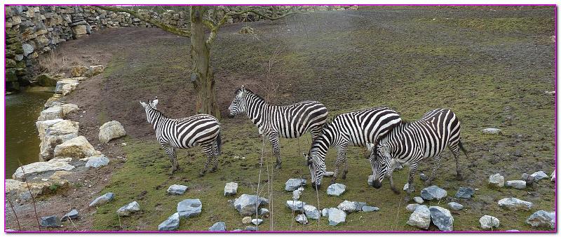 Pairi Daiza00037.jpg